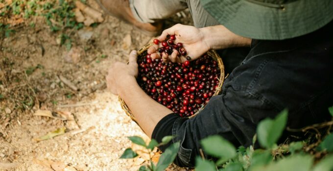 Crop unrecognizable man with basket of coffee berries