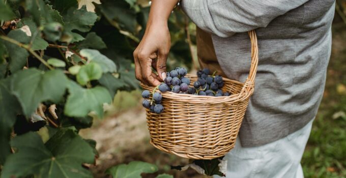 Faceless ethnic farmer picking grapes from green vine