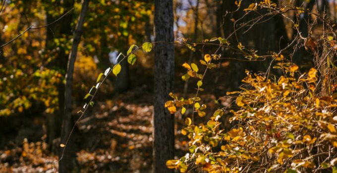 Scenic view of yellow leaves of trees on trunks in autumn forest in soft daylight
